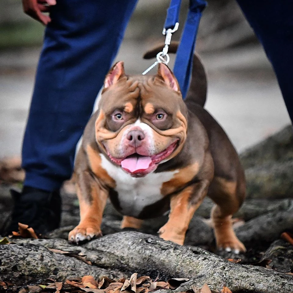 Американский булли покккт