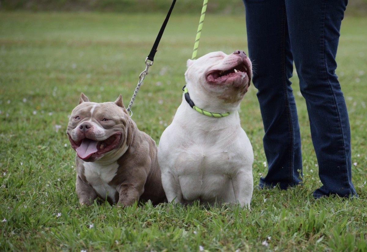 Американский булли экстрим