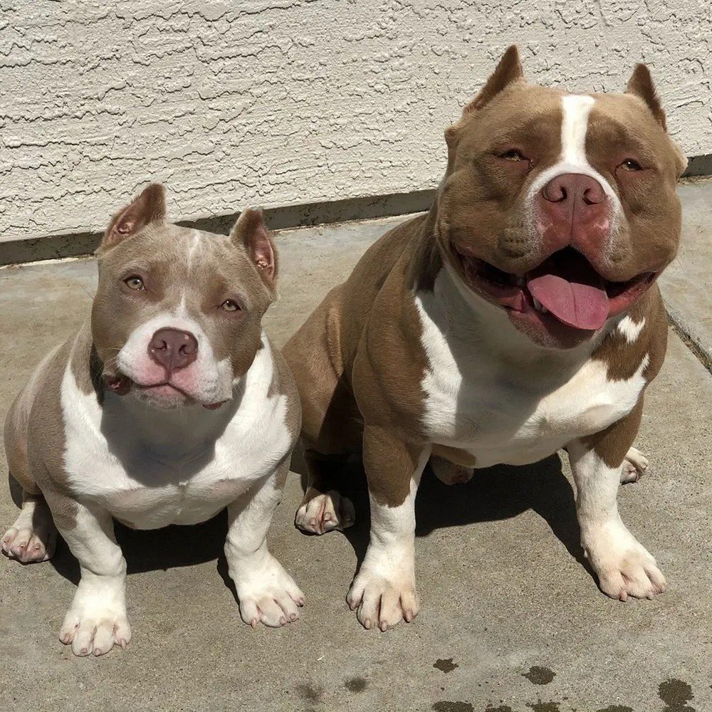 Американский булли