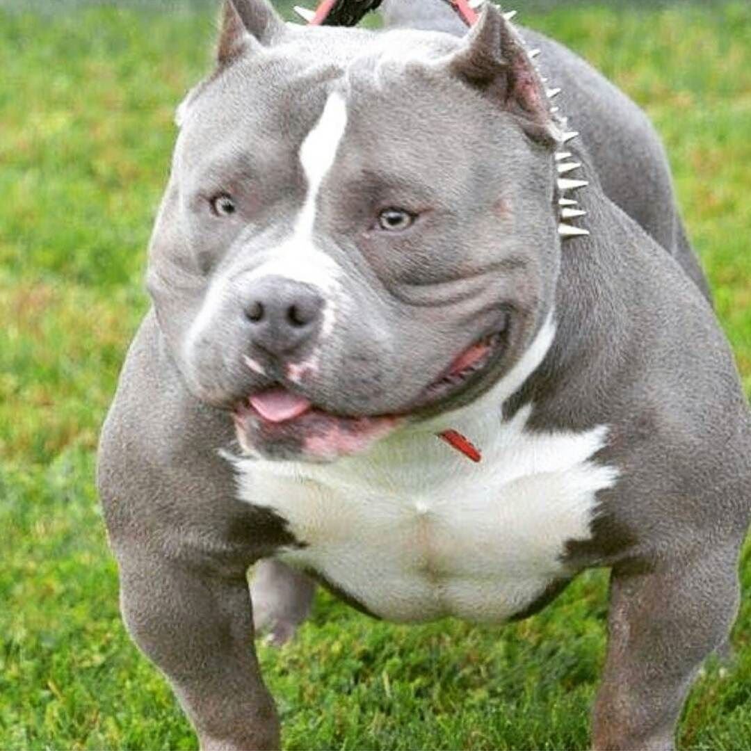 Бультерьер булли