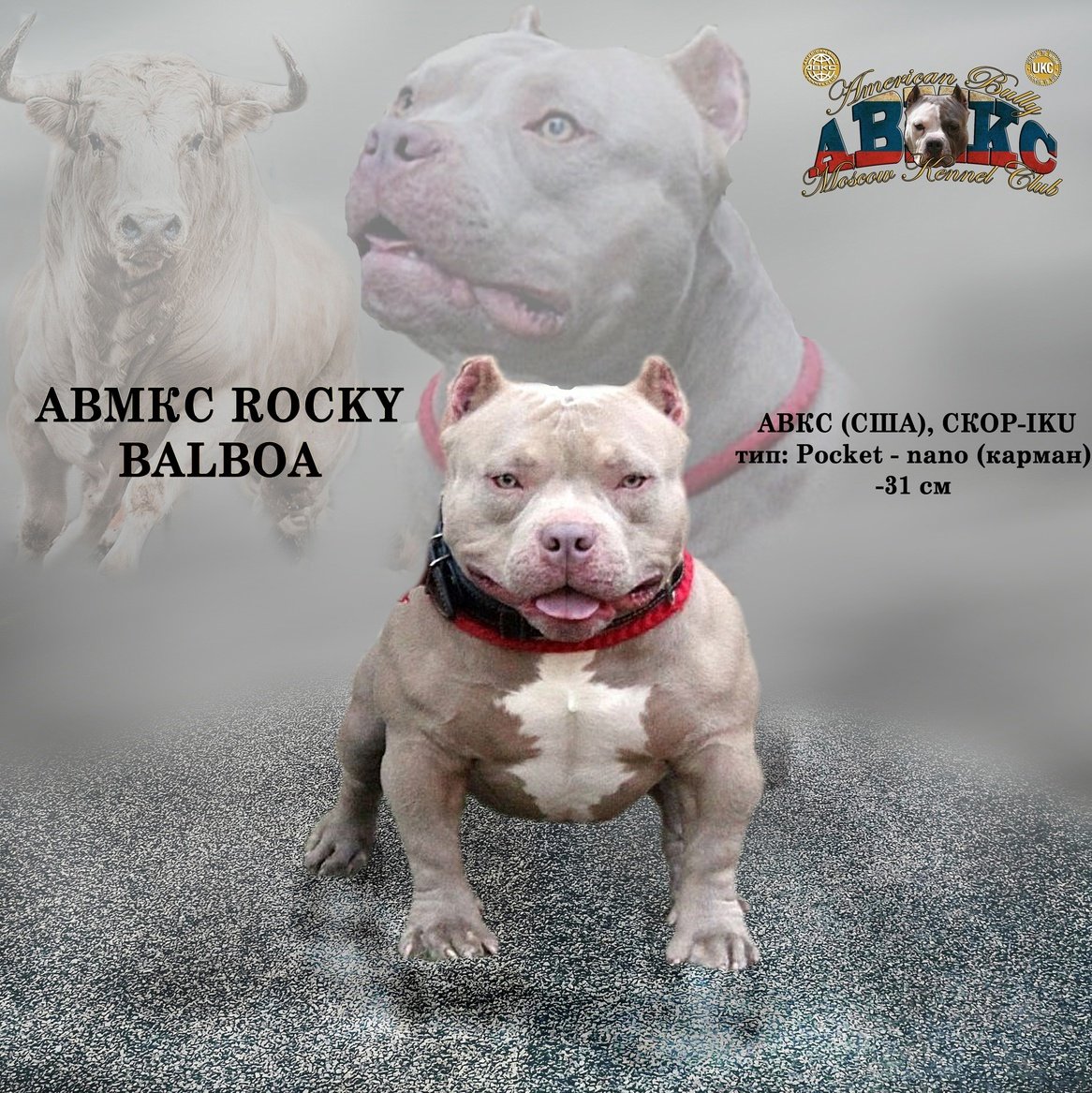 Американский булли Тип покет