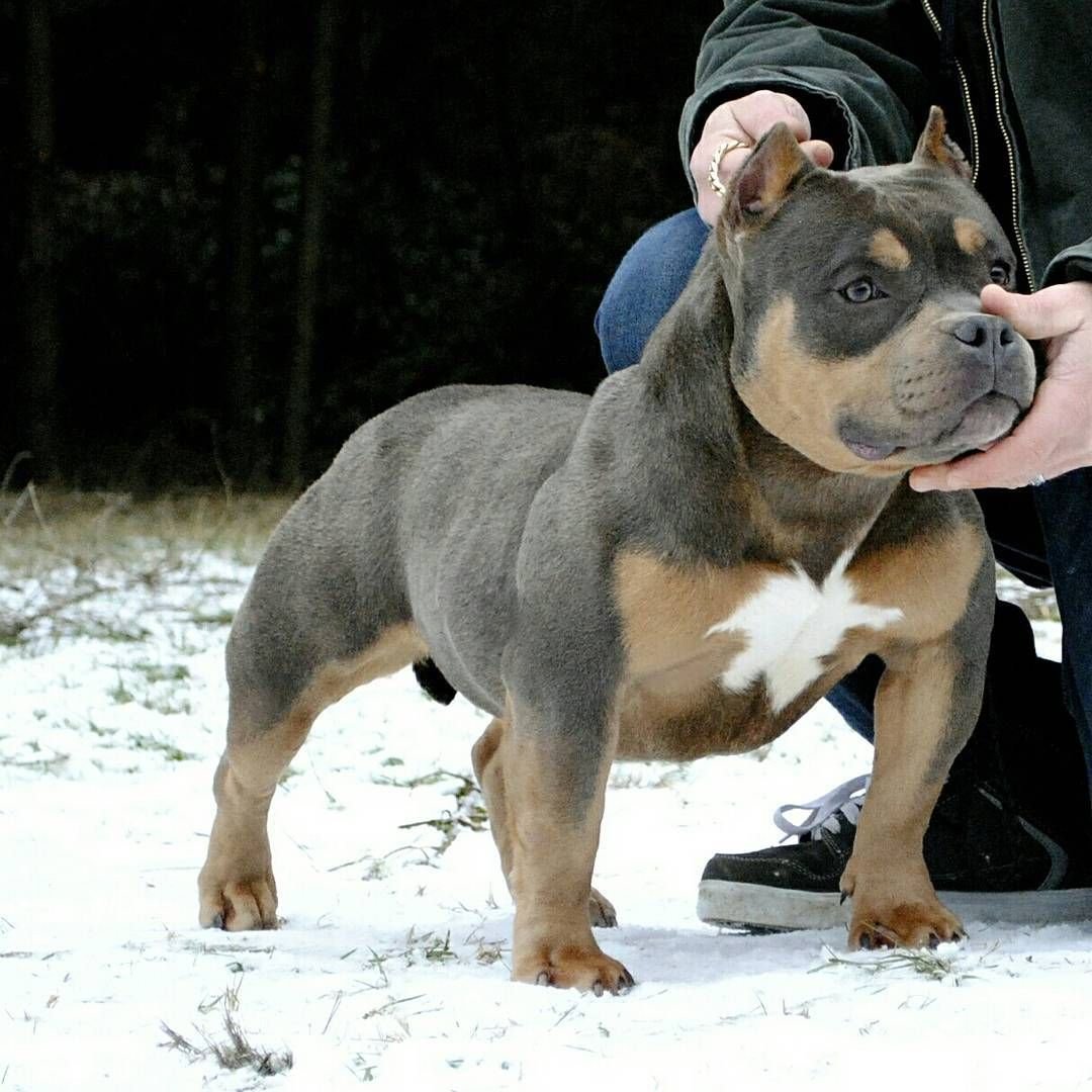 Булли Pocket собака