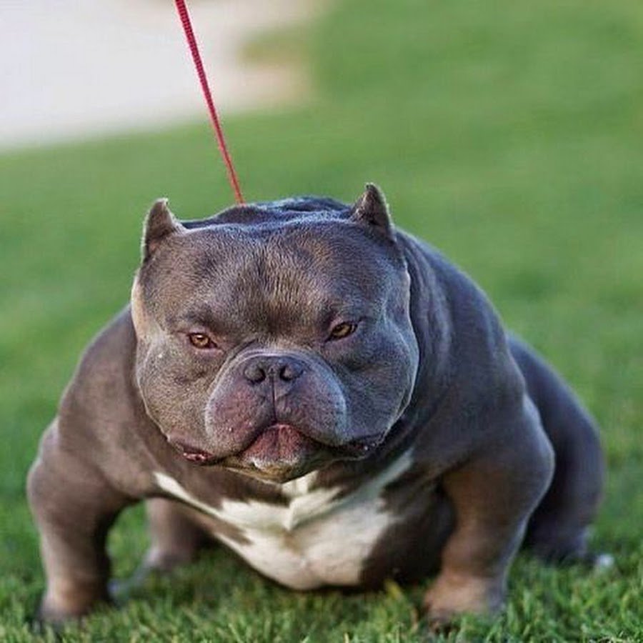 Американский бульдог булли