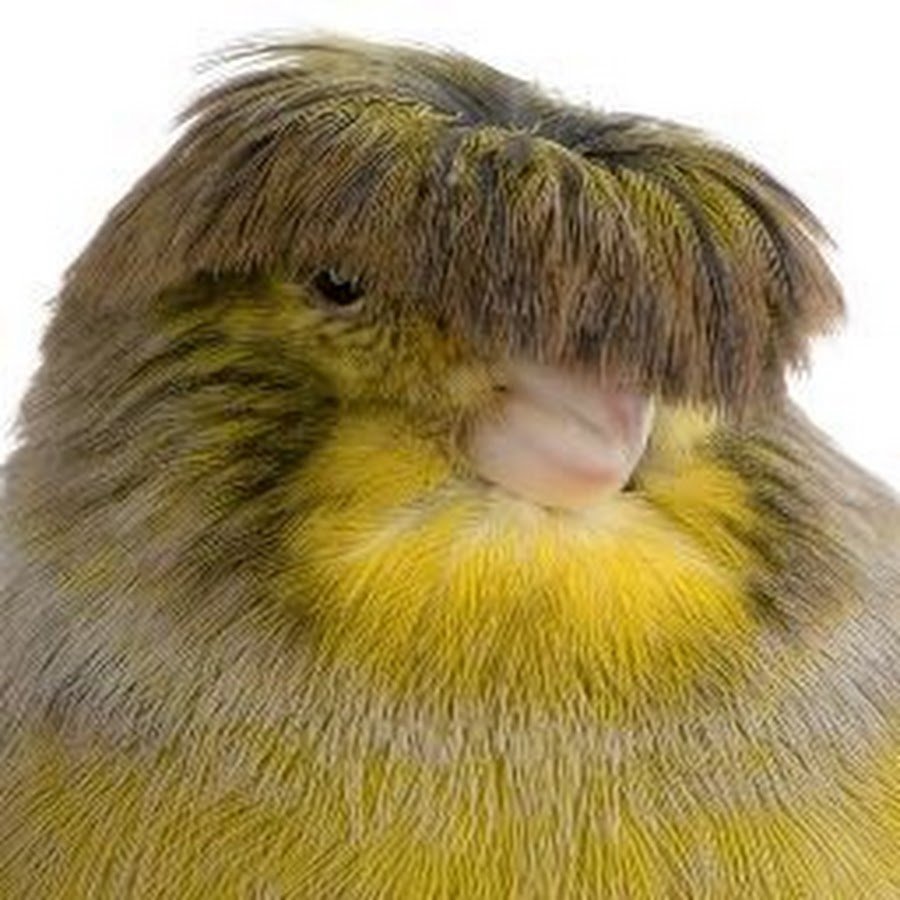 Канарейка Глостер корона