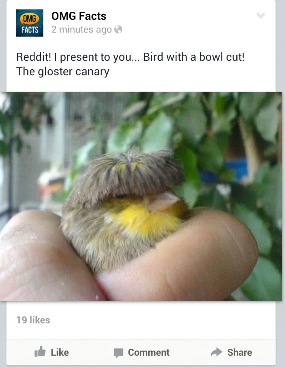 Птица с челкой