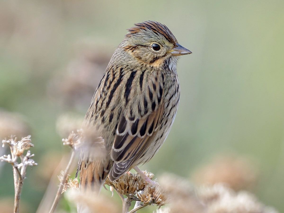 Воробей Feather Family