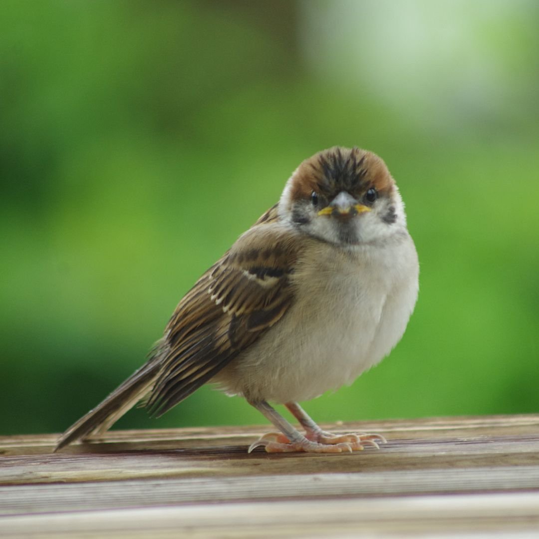 Воробей с челкой