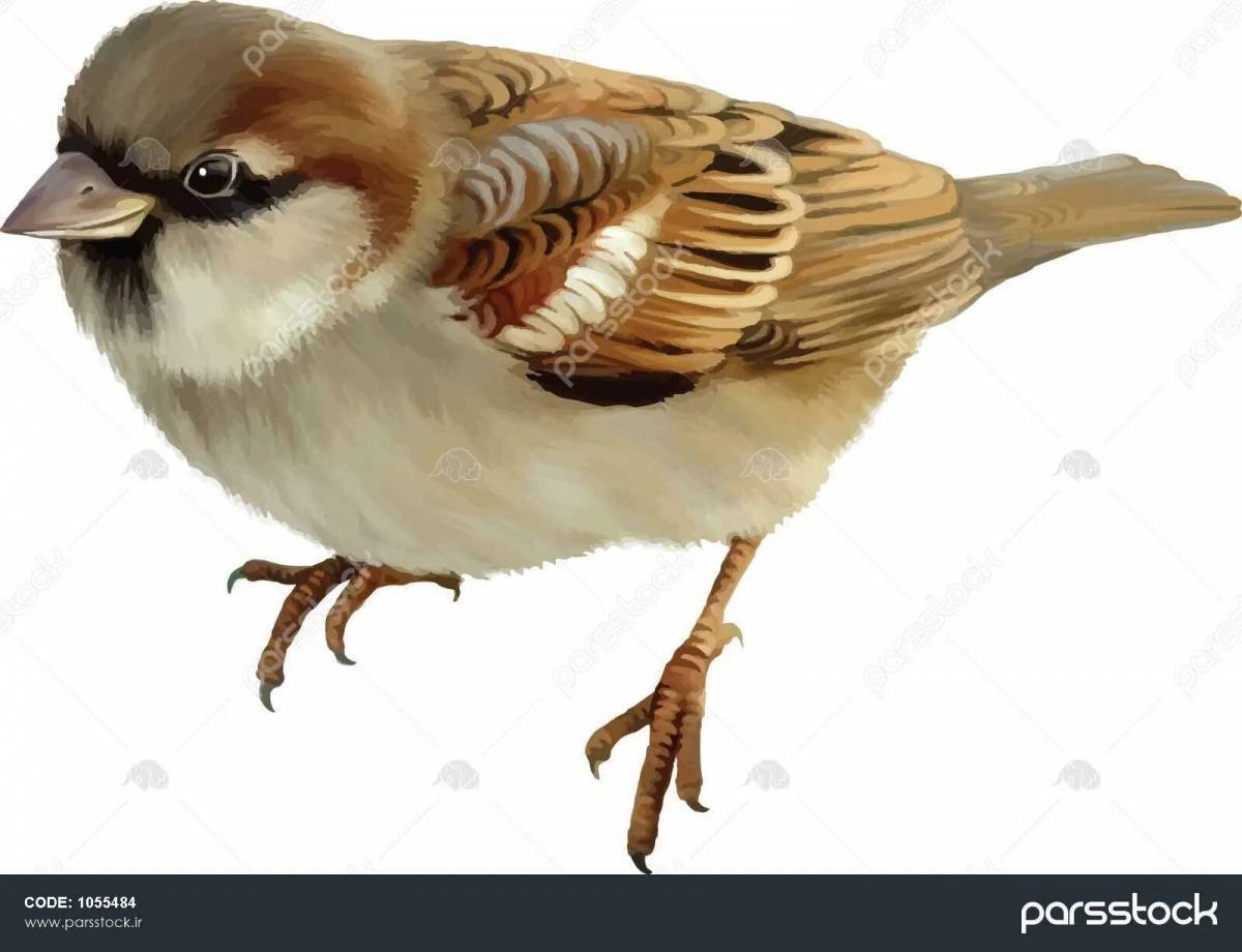 Воробей на белом фоне