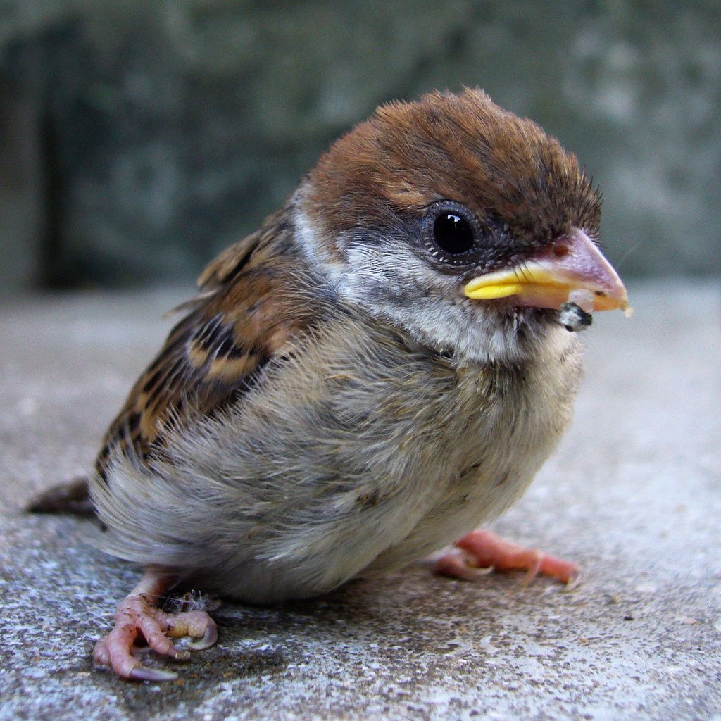Боевой Воробушек