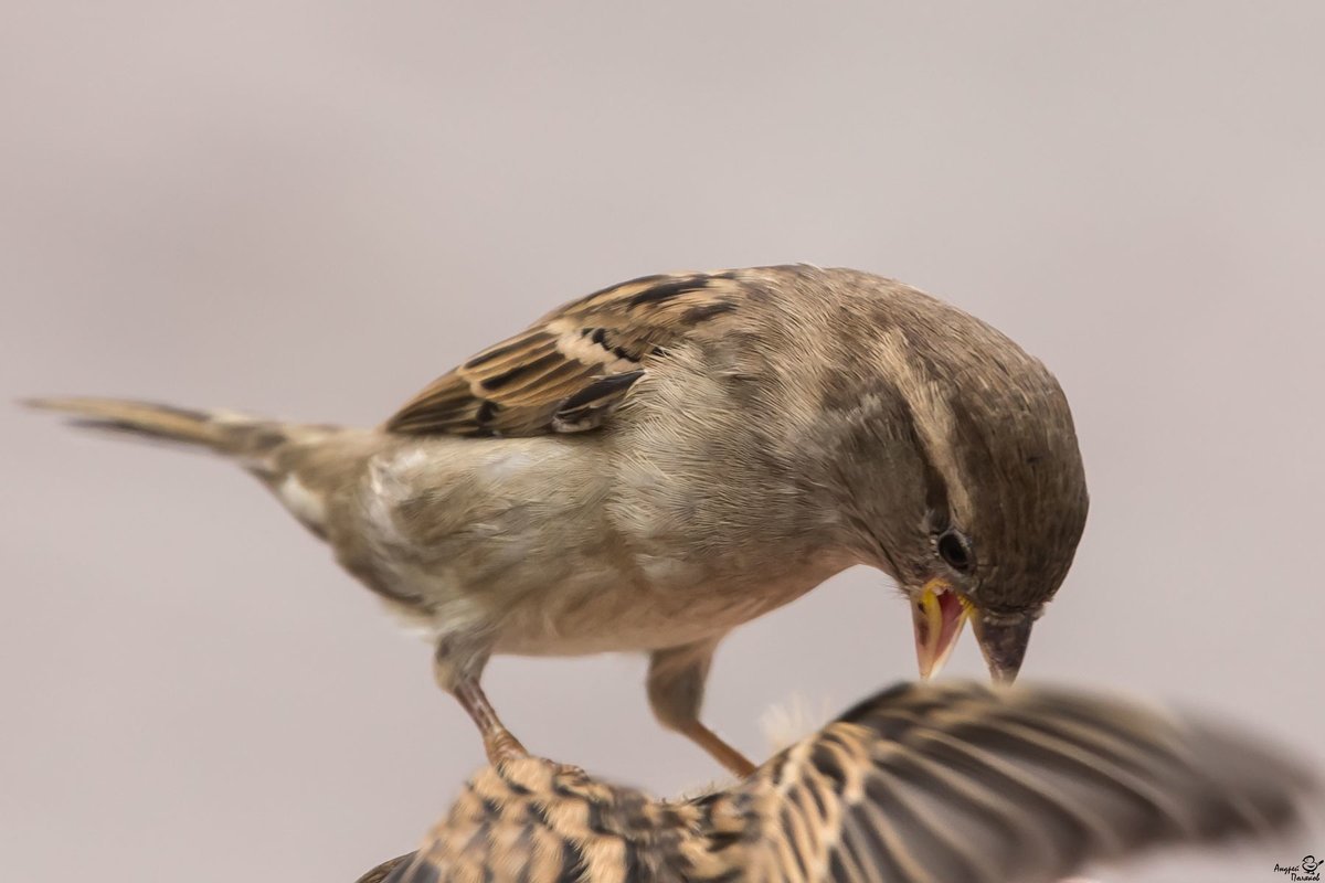 Мышь и Воробей
