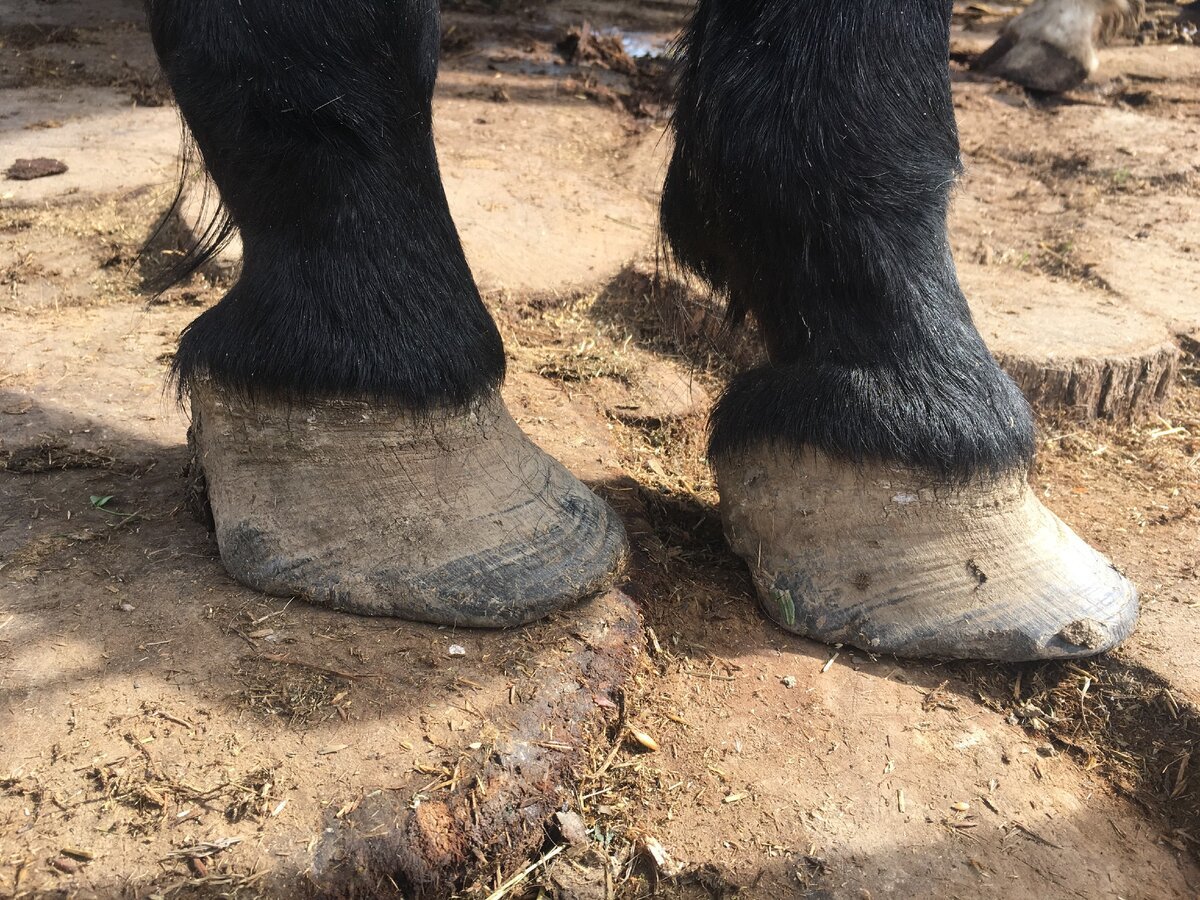 Копыто лошади рентген ламинит