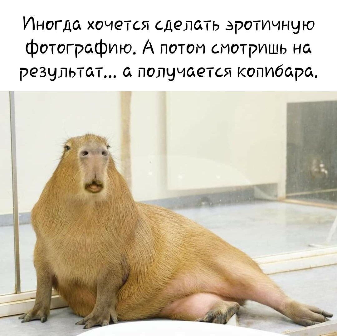 Капибара девочка