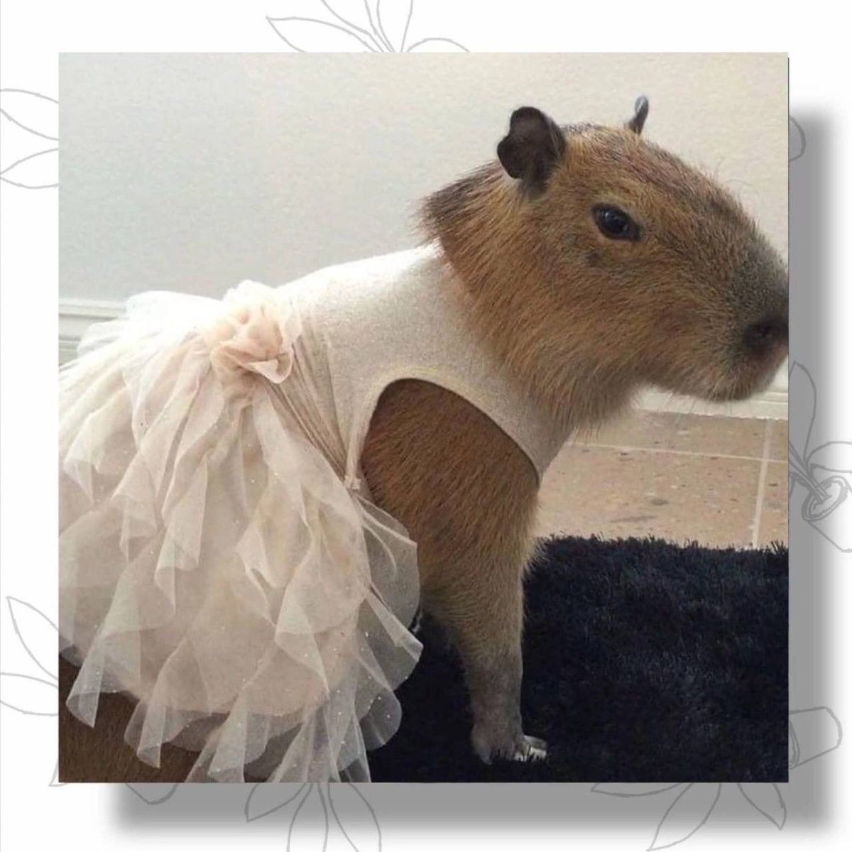 Капибара балерина