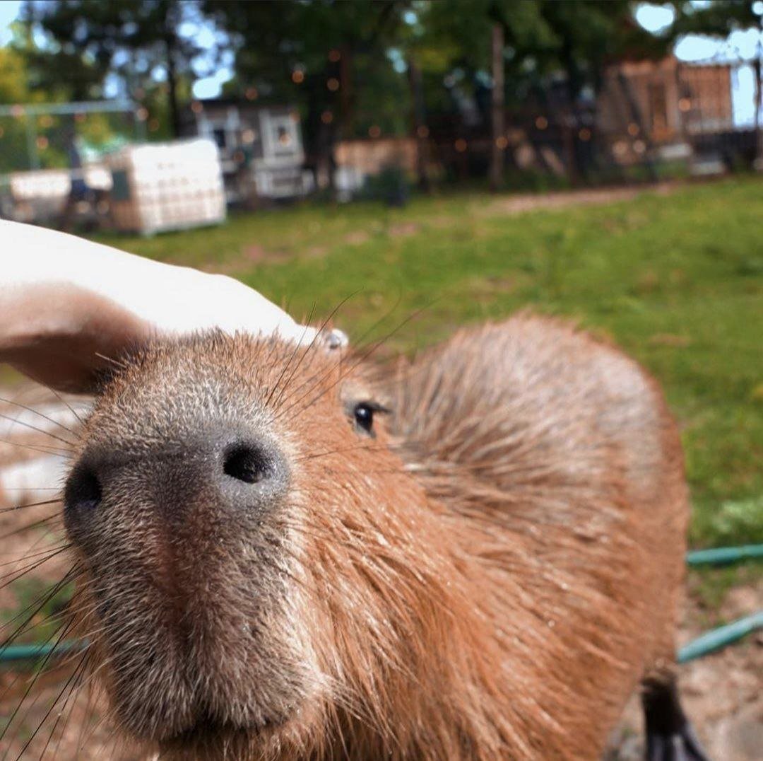 Свинка капибара