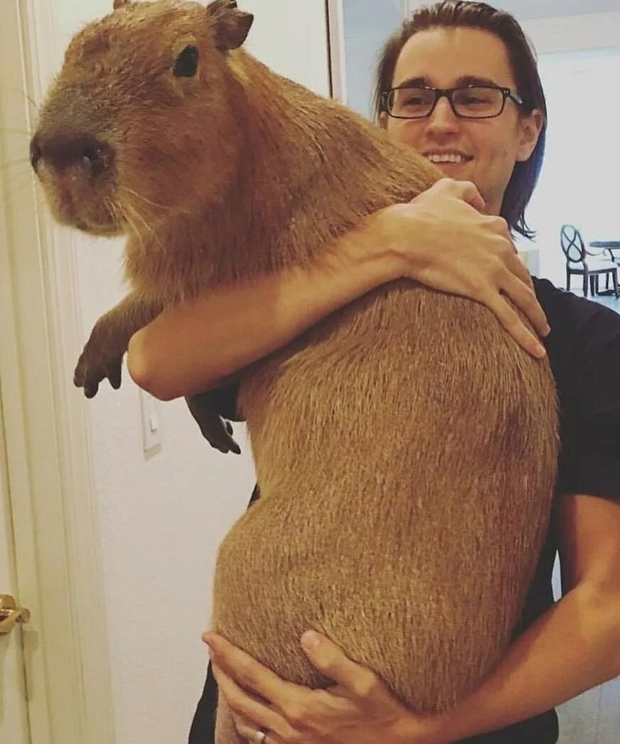 Капибара и морская Свинка