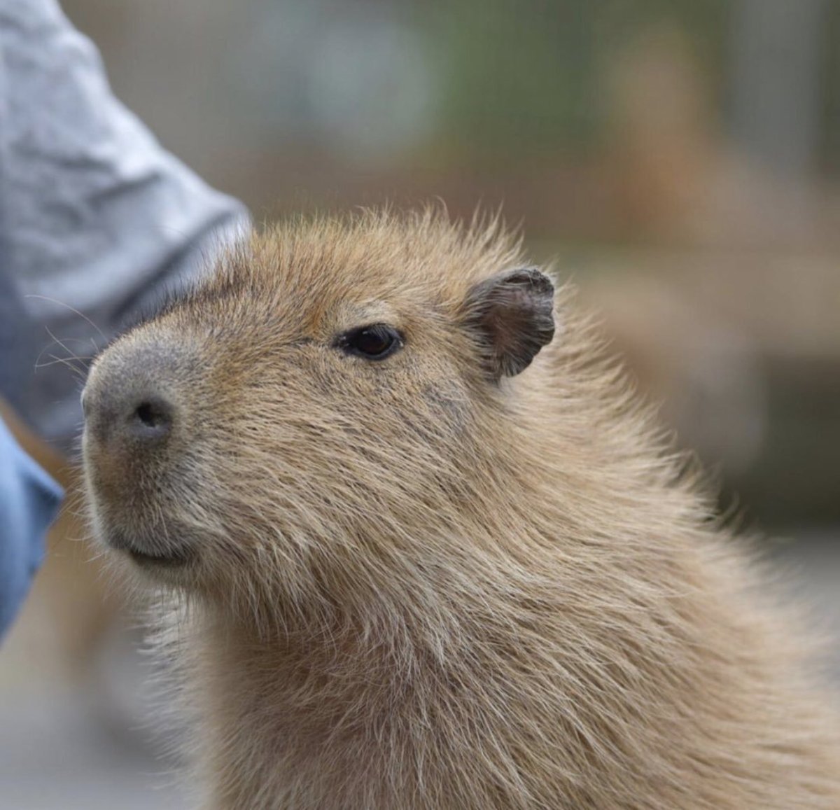 Капибара 16:9