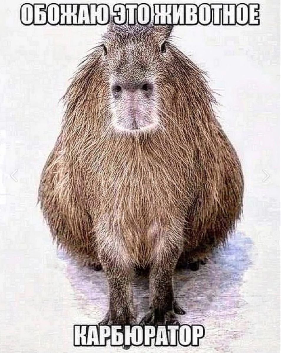 Лысая капибара