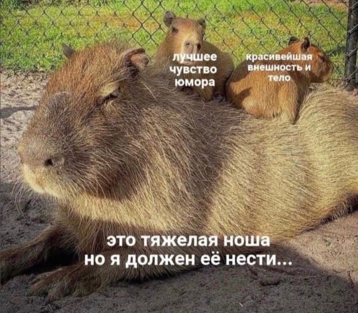 Капибара с цыплятами