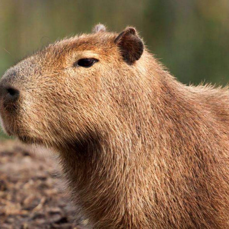 Злая капибара