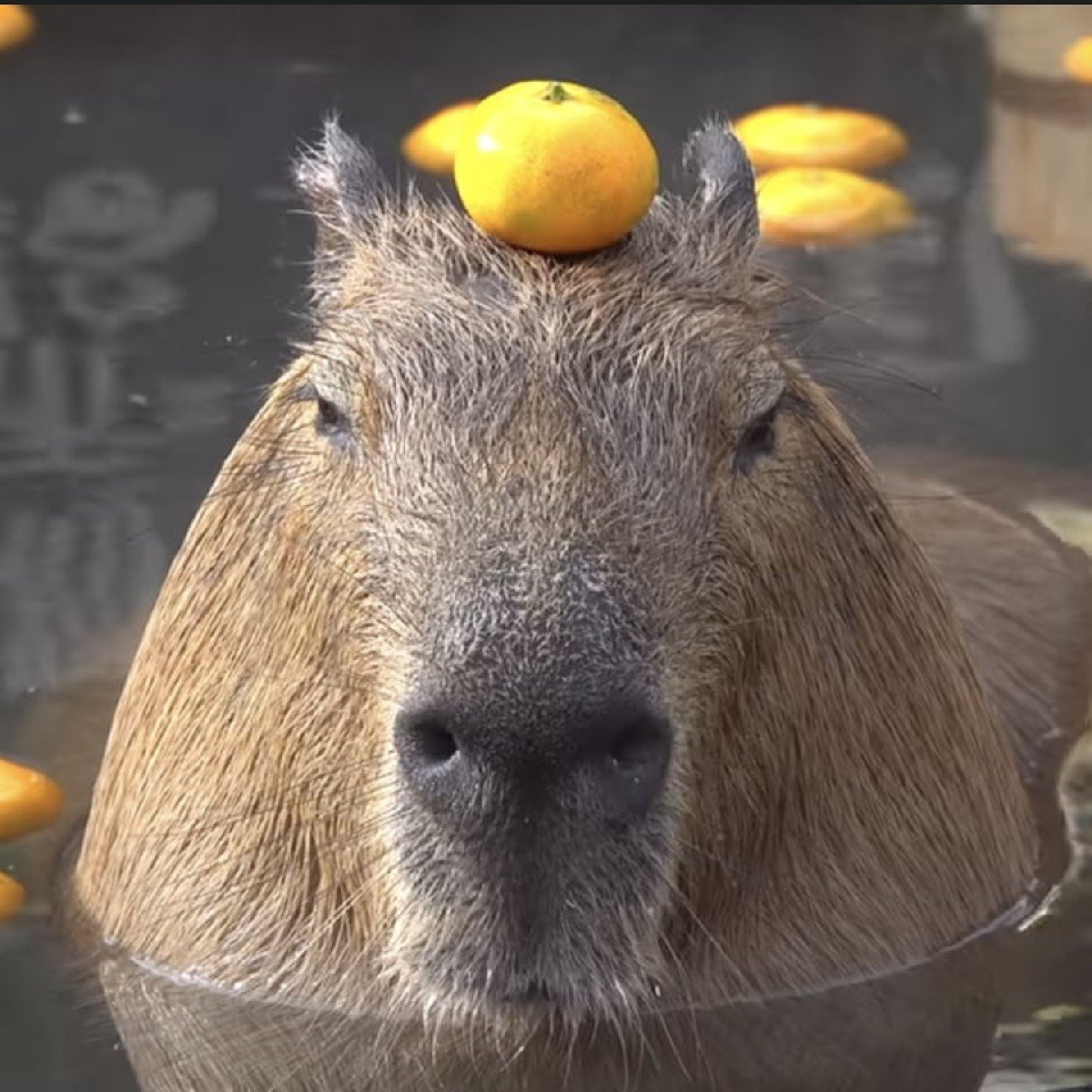 Капибара с мандарином