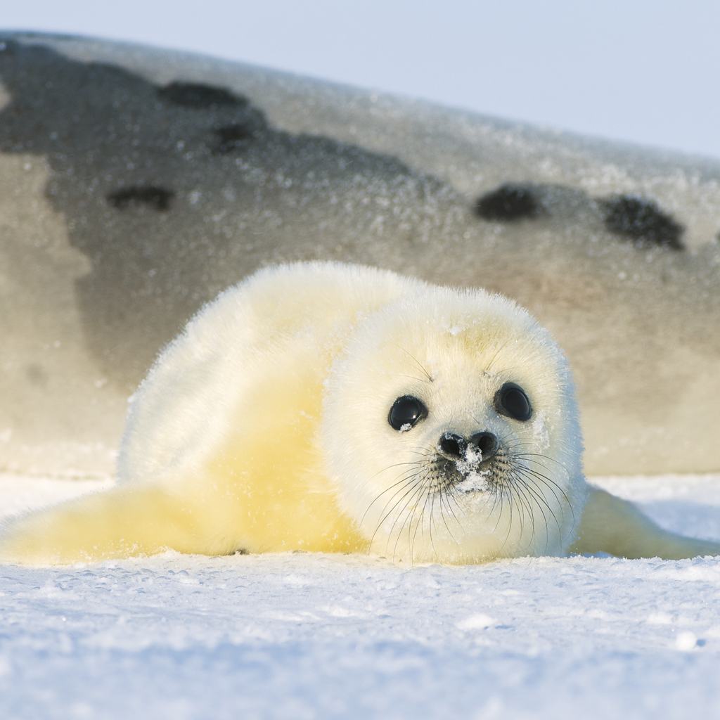 Гренландский тюлень Нерпа