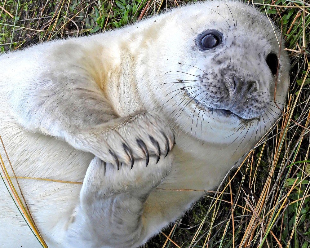Морской котик улыбается