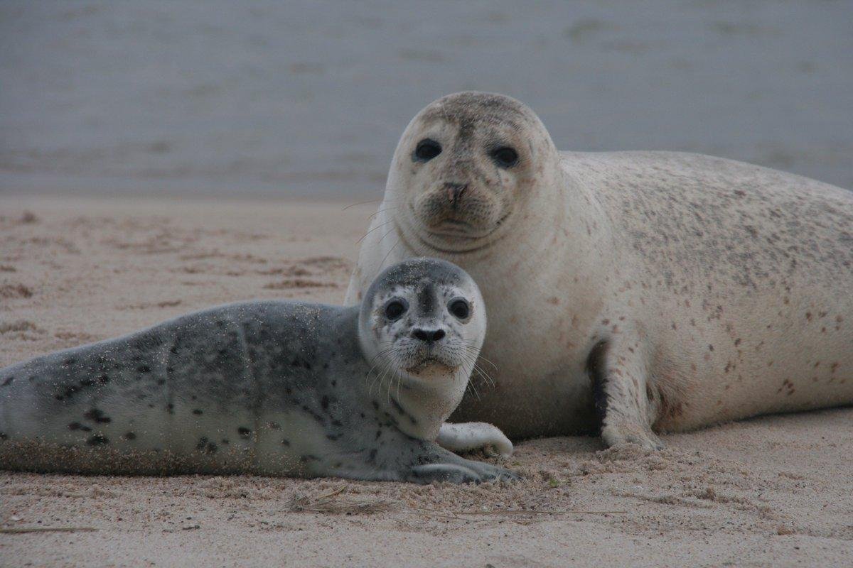 Обыкновенный тюлень Европейский подвид