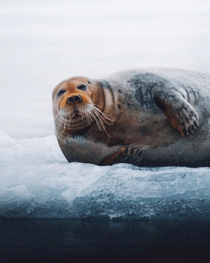 Ластоногие моржи