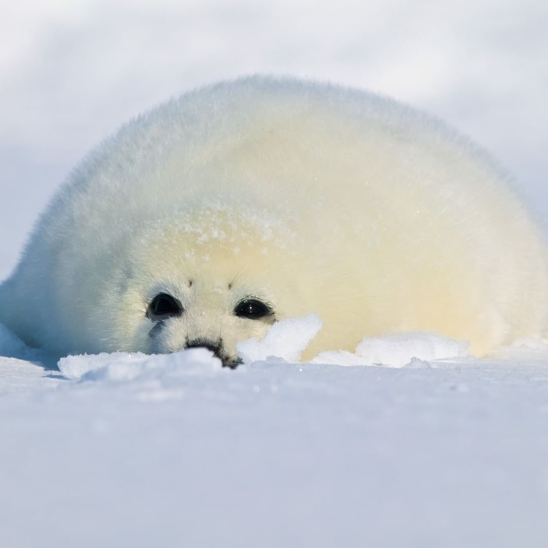 Байкальская Нерпа Белек