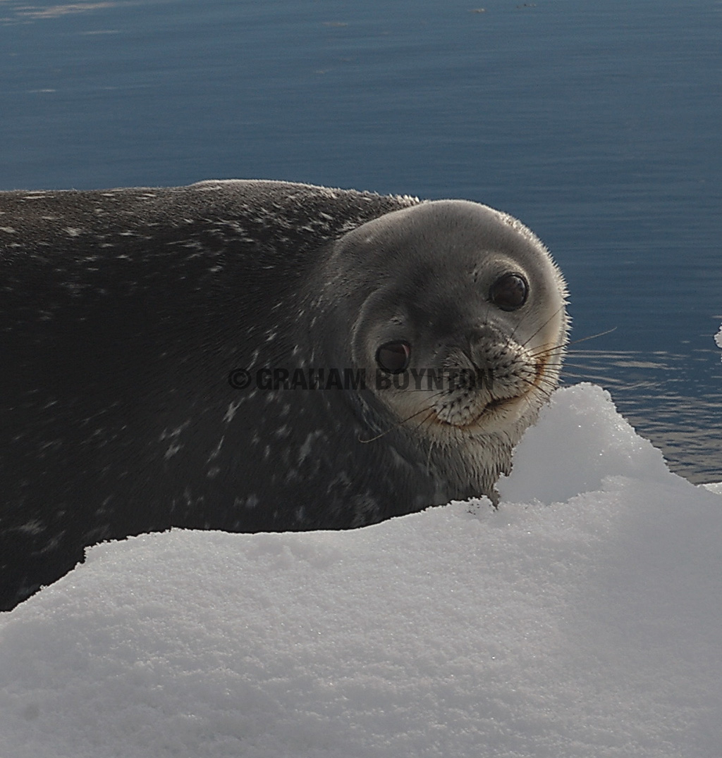 Тюлень Уэдделла