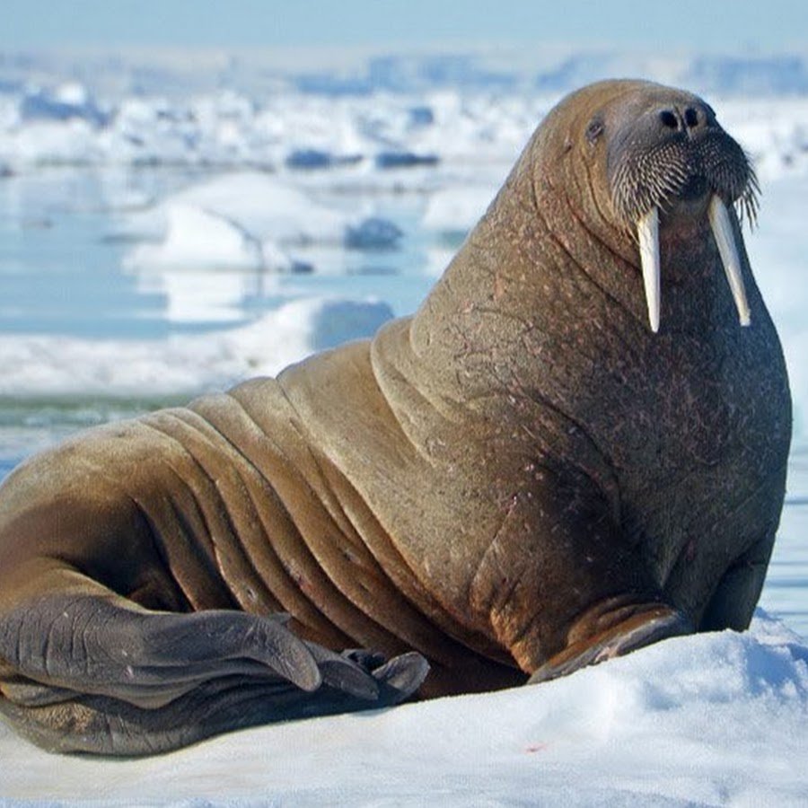 Морж (Odobenus rosmarus)