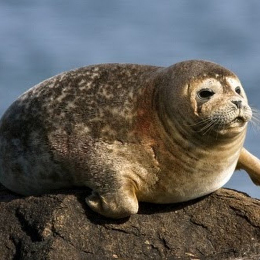 Домашний тюлень