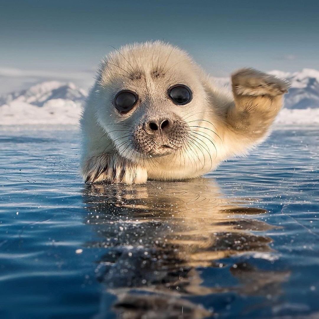 Кумуткан Нерпа Байкальская