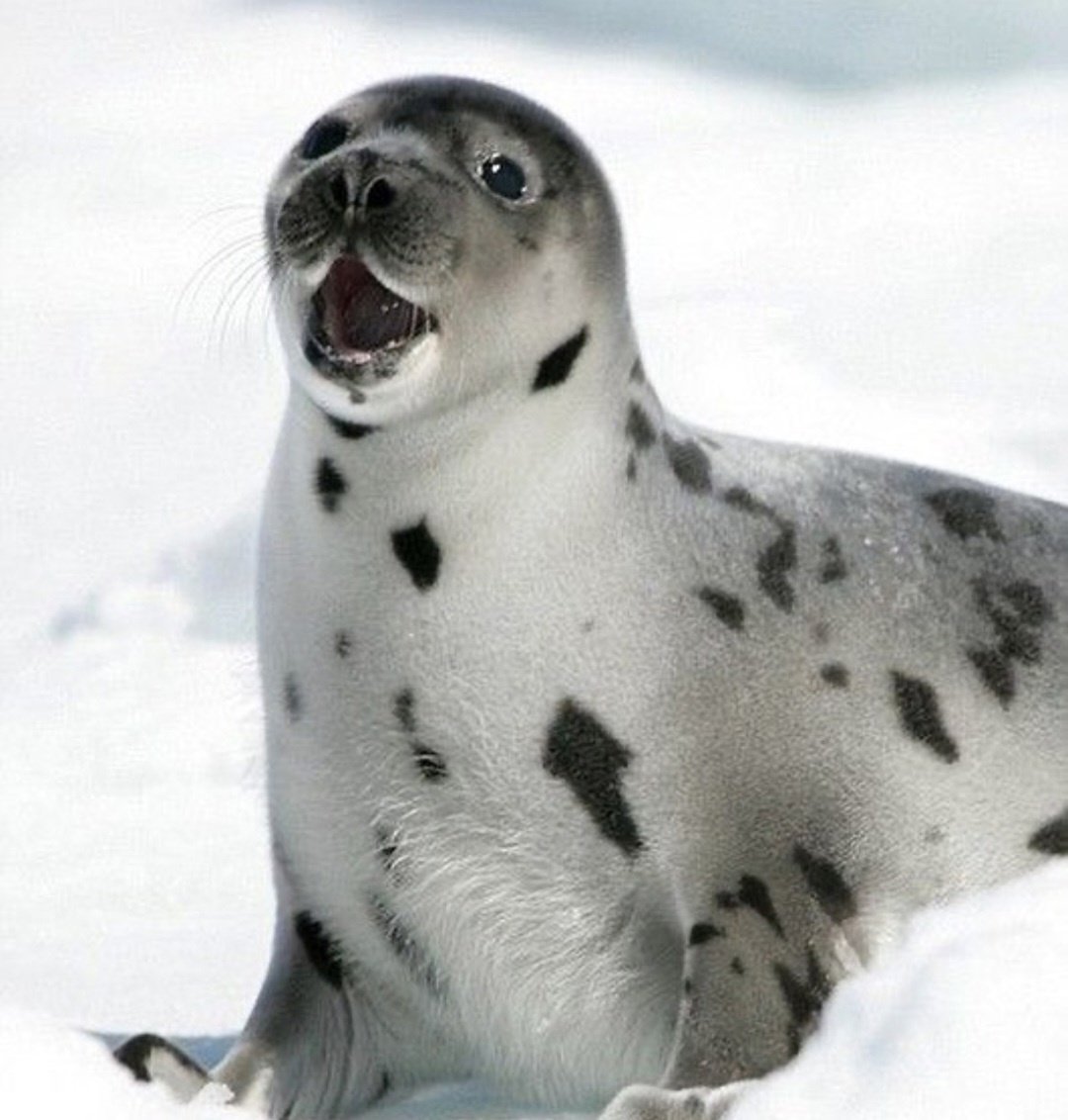 Нерпа Нерпа