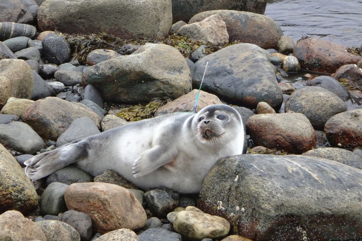 Нерпа белая