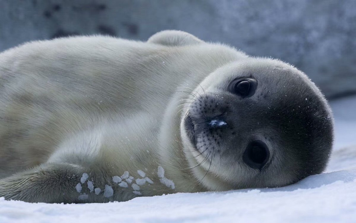 Байкальская Нерпа детеныш