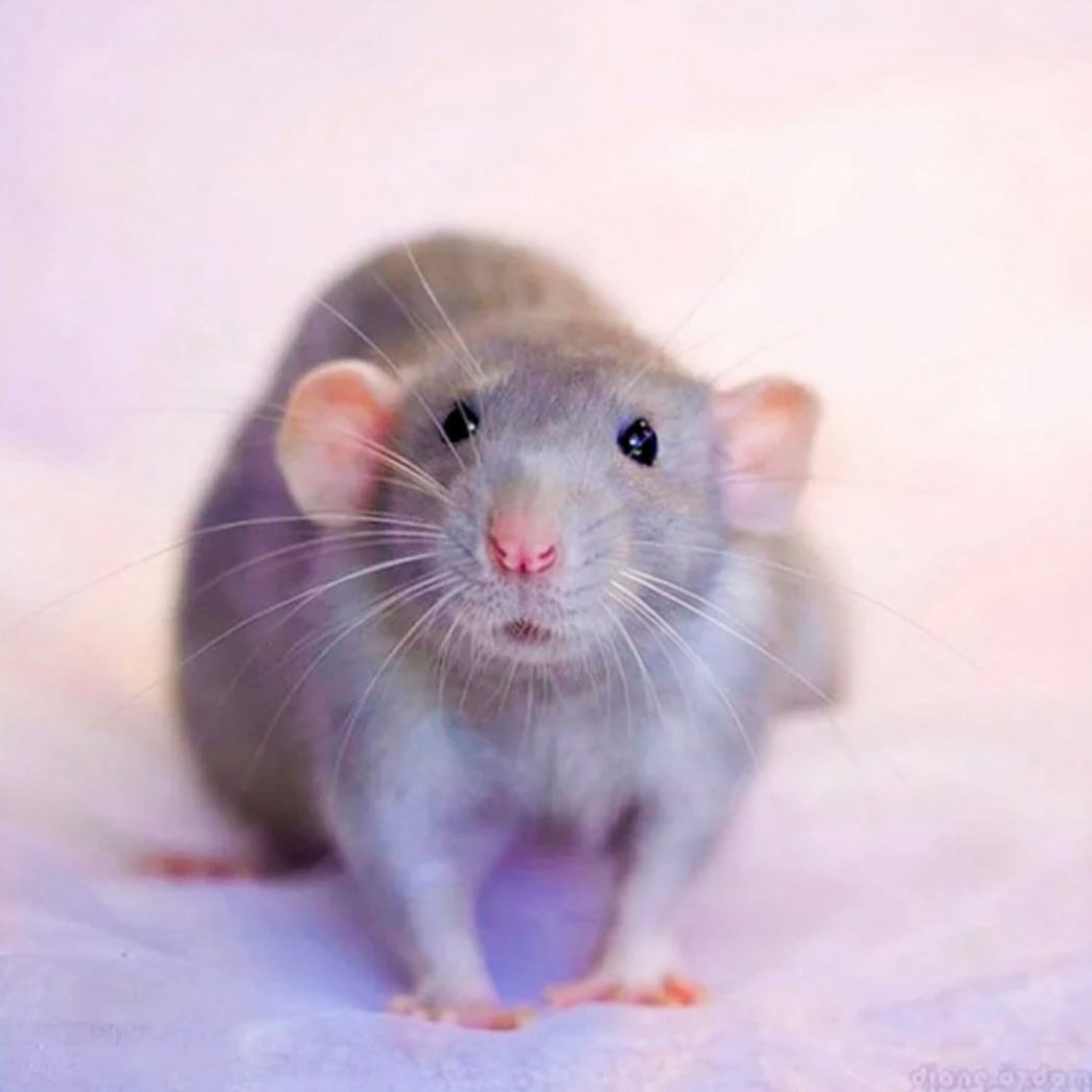 Голубые крысята Дамбо