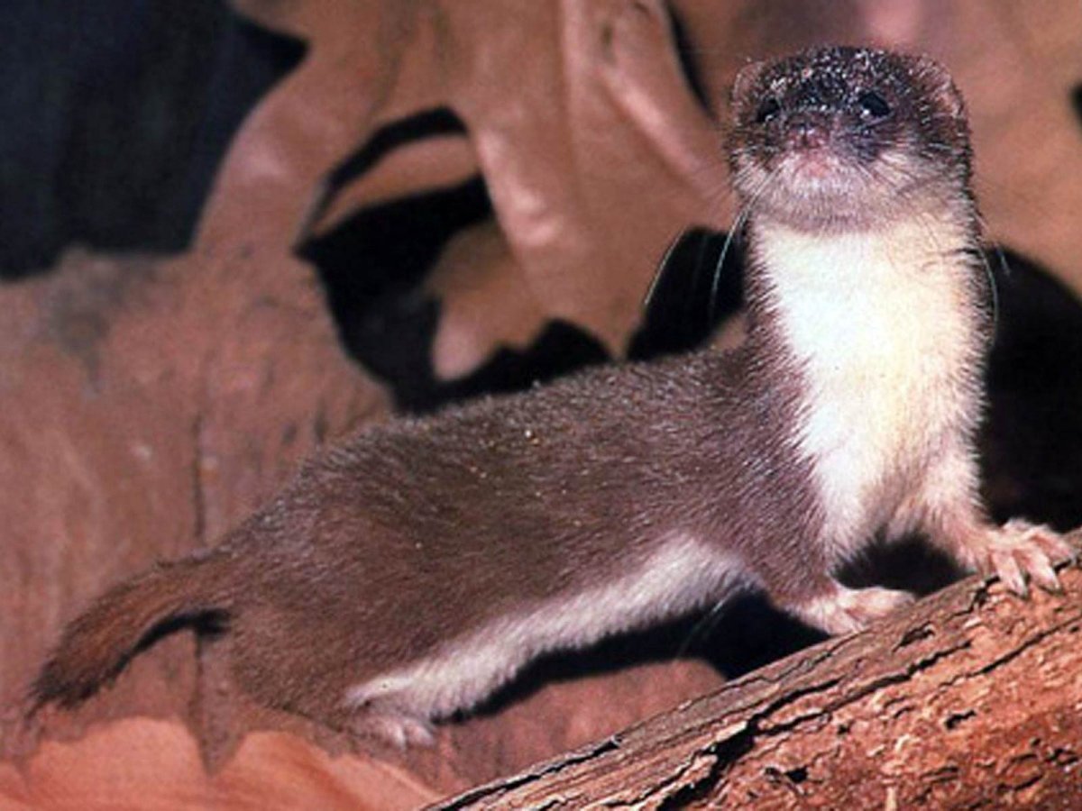 Mustela nivalis