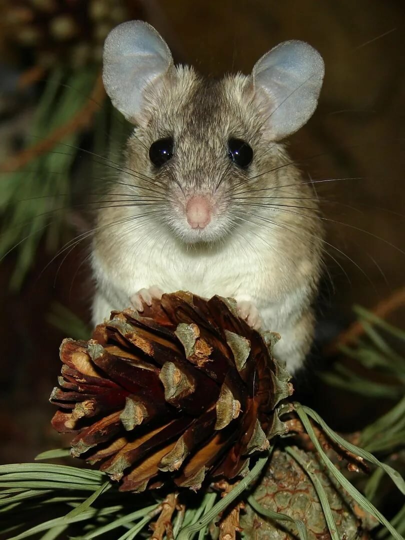 Акомис иглистая мышь