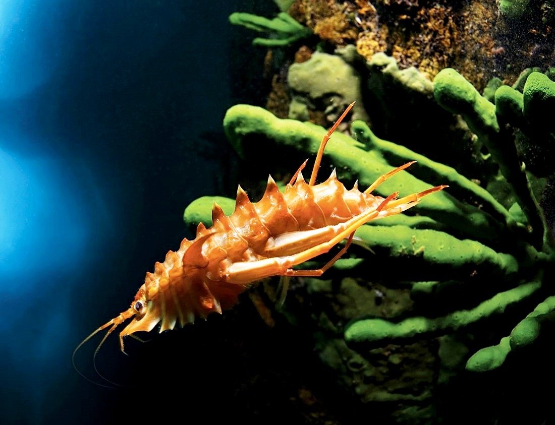 Рачок эпишура Байкальская