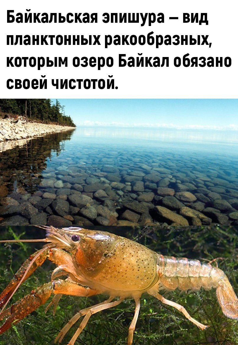 Эпишура эндемик Байкала