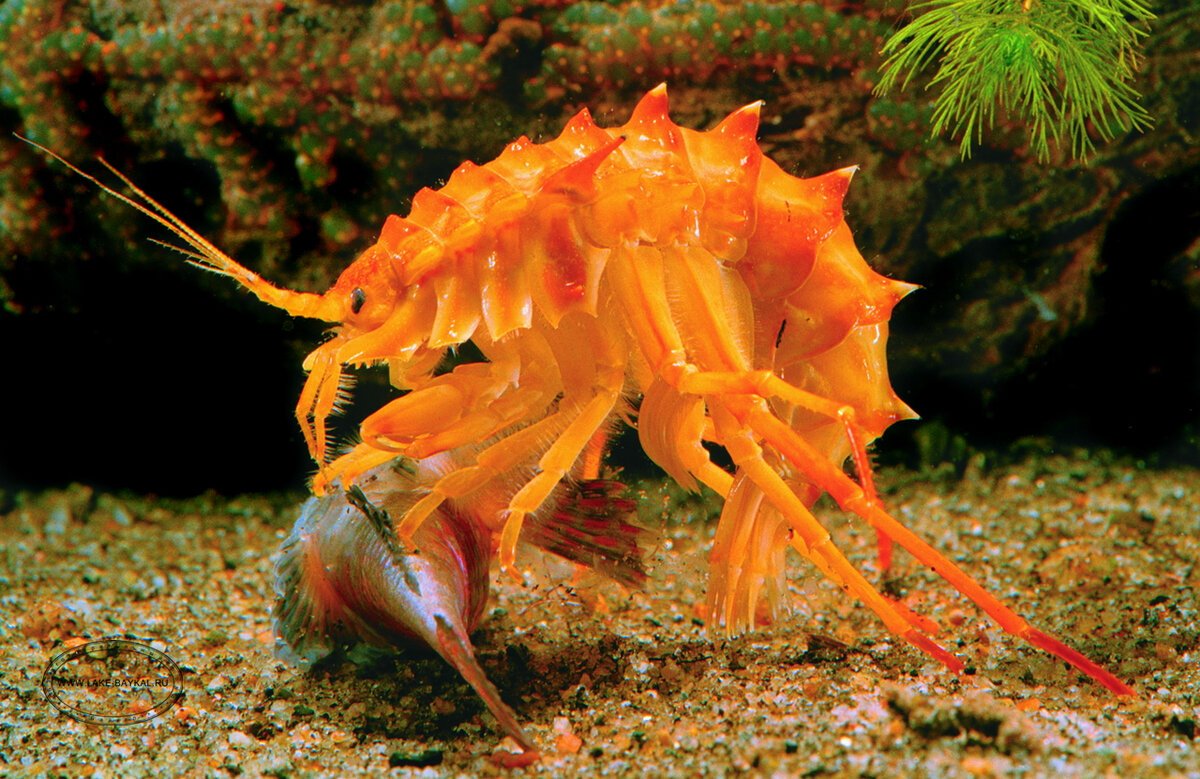 Озеро Байкал рачок эпишура