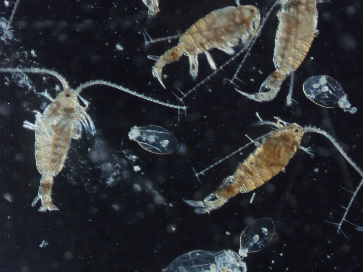 Рачки эпишуры в Байкале