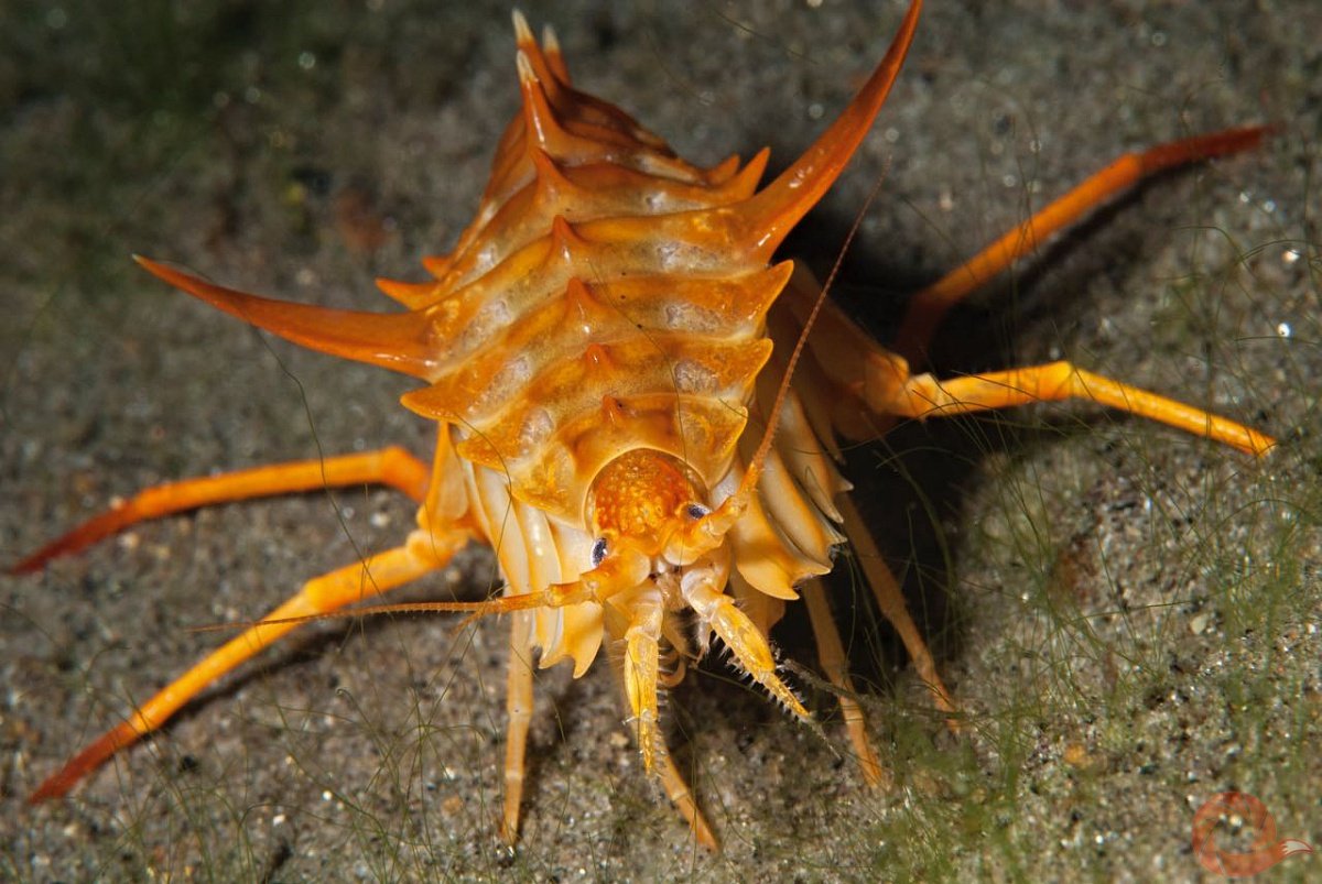 Байкал рачок эпишура