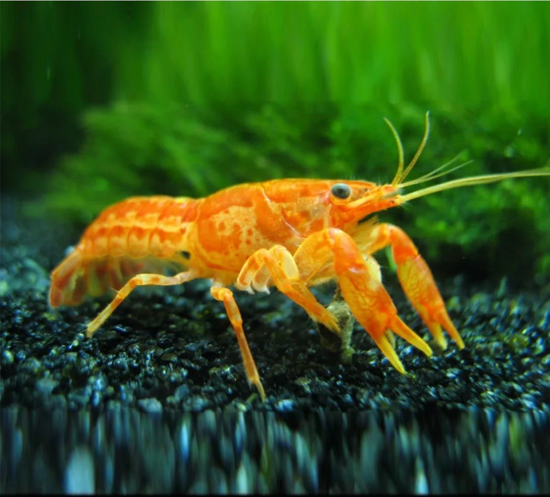 Эпишура эндемик Байкала