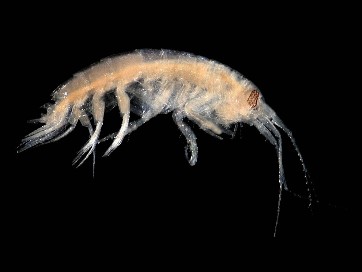 Планктон бокоплав