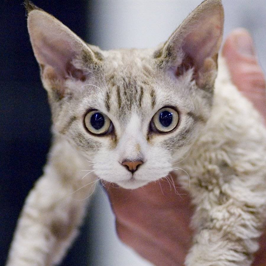 Девон рекс белый