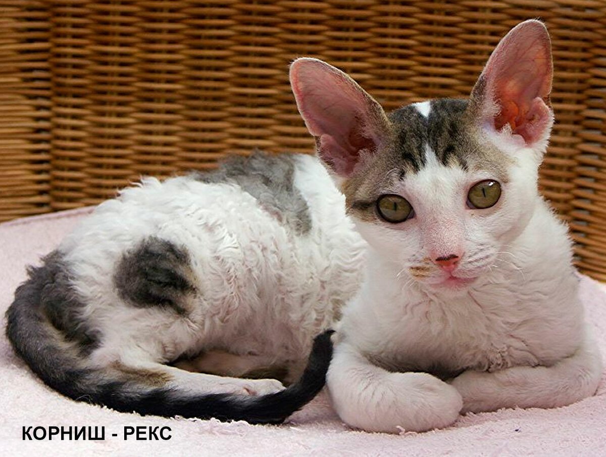 Корниш рекс кошка гипоаллергенная