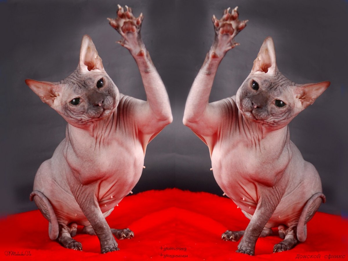Лысая кошка Донской сфинкс