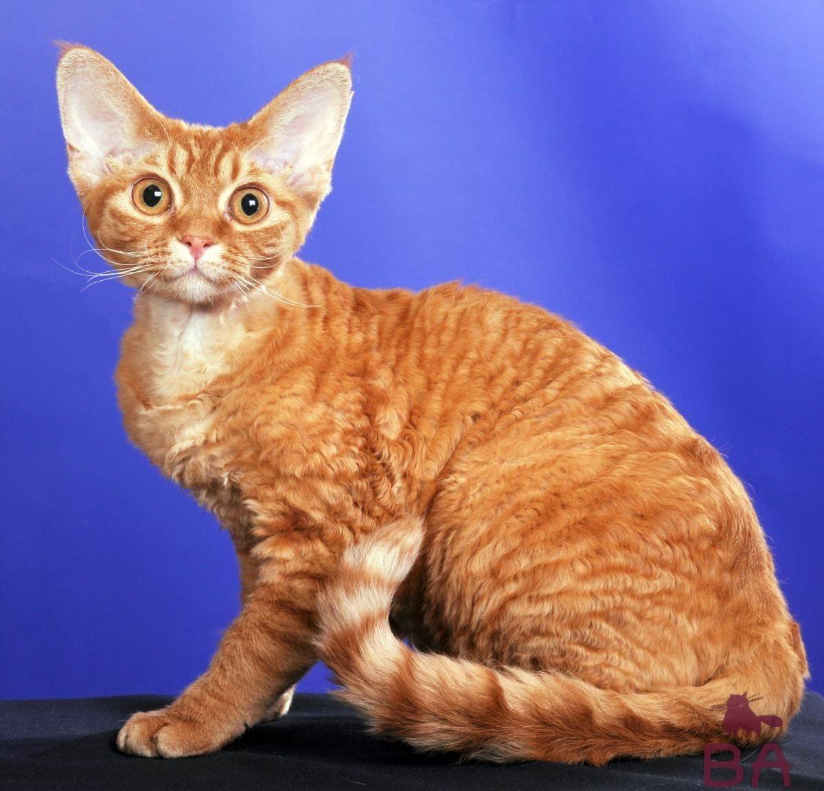 Девон рекс кошка